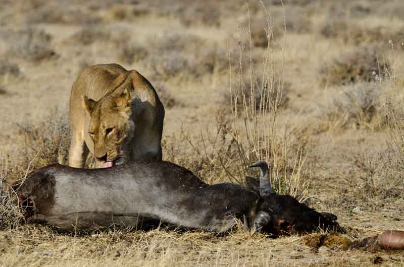49 - Namibia - leones comiendo - parque nacional de Etosha